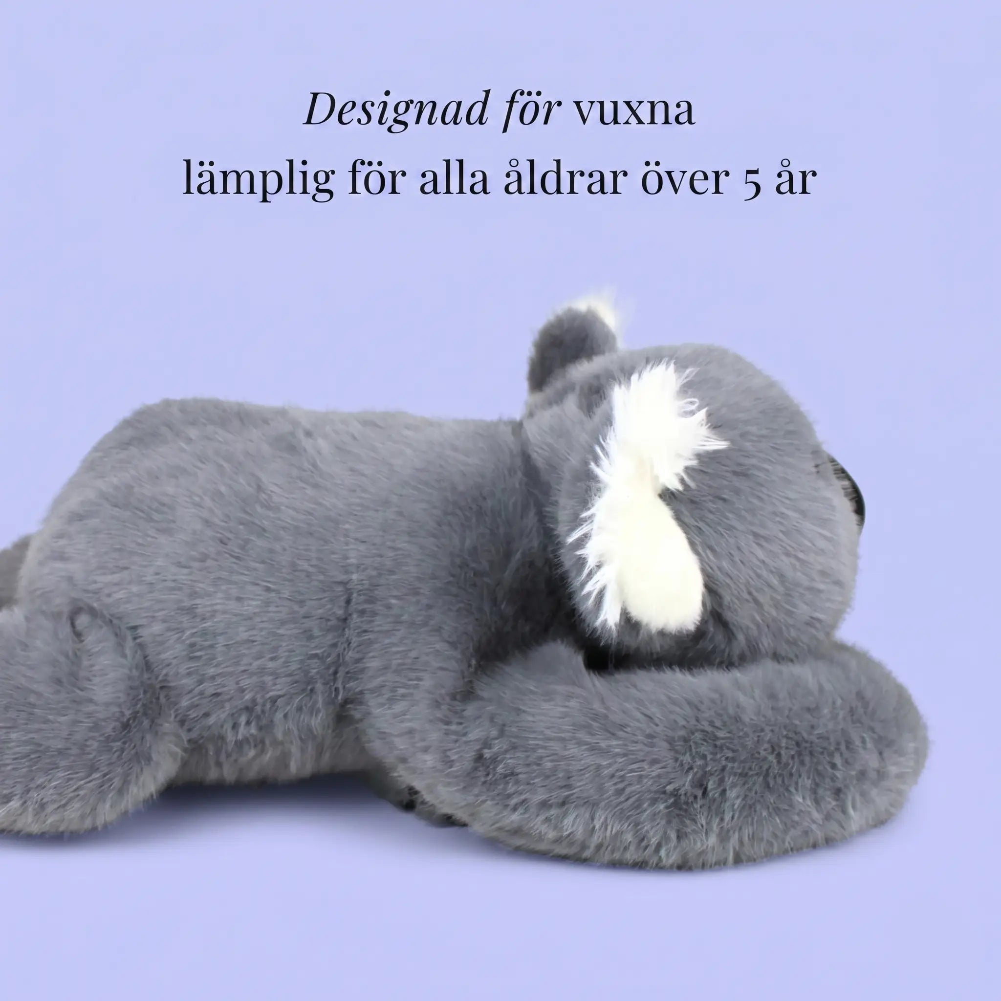Sömniga koalan Dodo