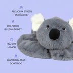 Sömniga koalan Dodo