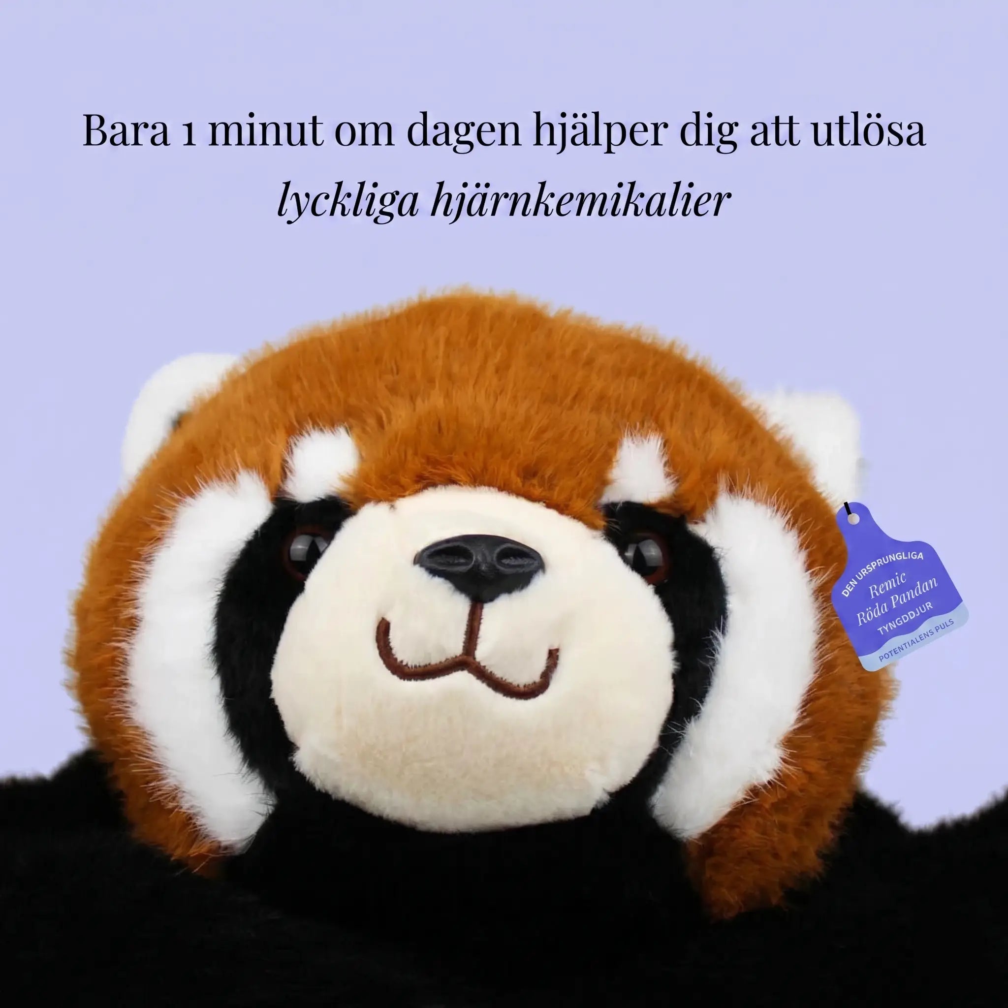 Röda pandan Remi
