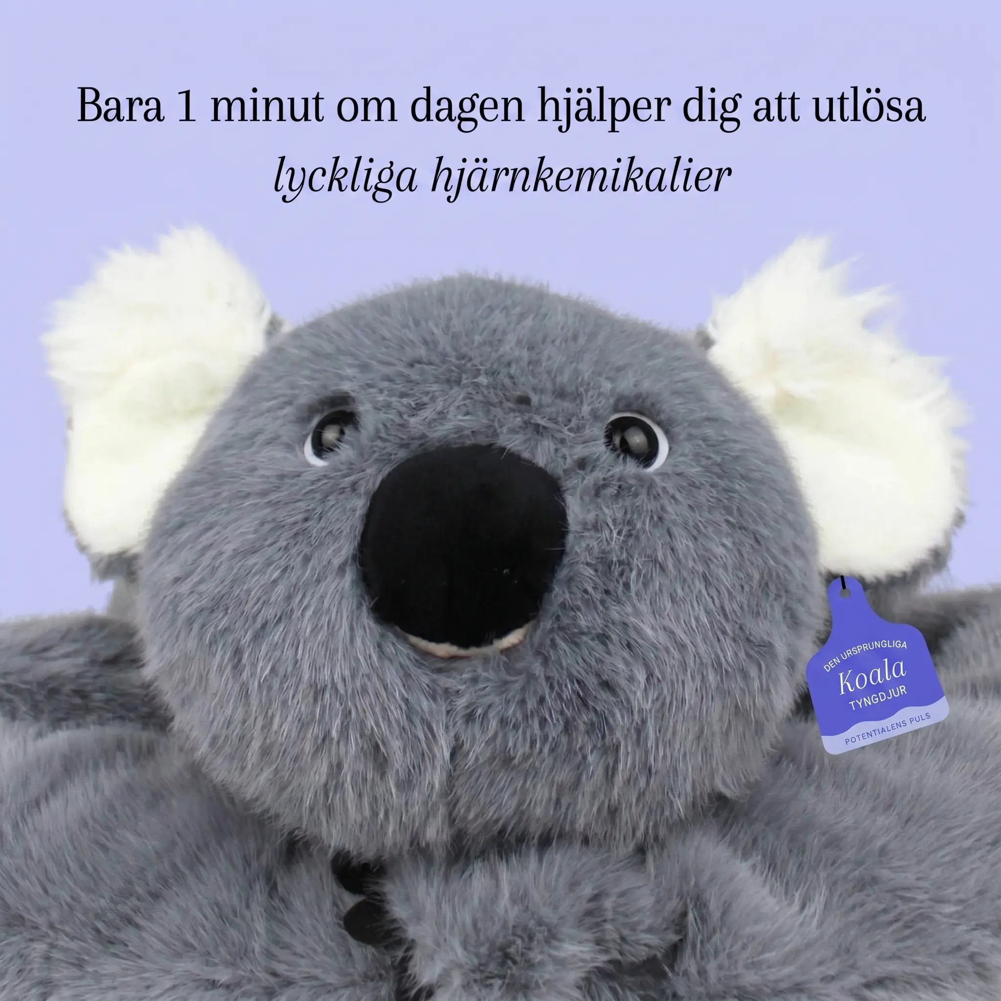 Sömniga koalan Dodo